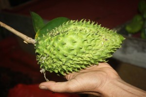 Le corossol, un fruit miraculeux