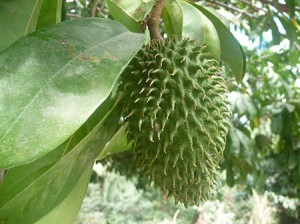 Présentation du Graviola Corossol bio