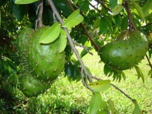 graviola-bio-corossol-antioxydant-naturel-superfruit-puissant-anti-cancer-jus-proprietes-vertus (17) Corossol graviola bio Culture