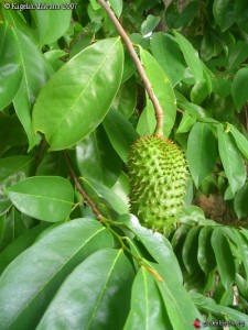 graviola-bio-corossol-antioxydant-naturel-superfruit-puissant-anti-cancer-jus-proprietes-vertus (19) Feuilles de graviola corossol bio
