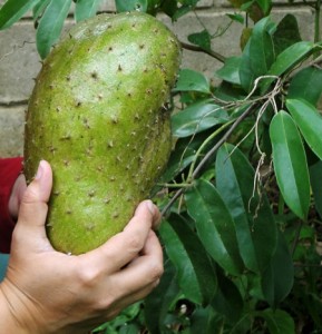 graviola-bio-corossol-antioxydant-naturel-superfruit-puissant-anti-cancer-jus-proprietes-vertus (33) Le Corossol pour guerir le cancer !
