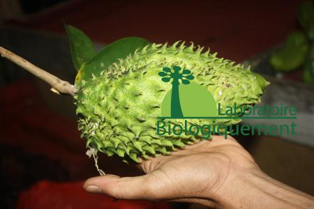 Le fruit du corossol bio